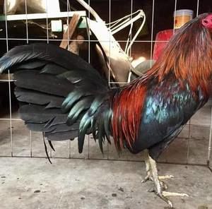 Meet your Posher, Mauricio